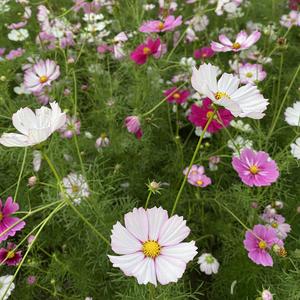 花花电影世界 头像