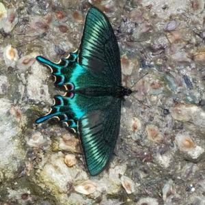 霍尔瓦特将军 头像