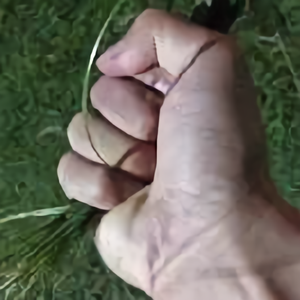 叶小圩子