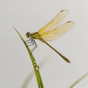 蜻蜓谈天下 头像