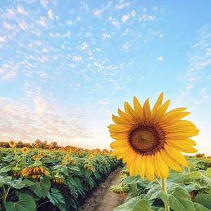 优雅芊芊妹 头像