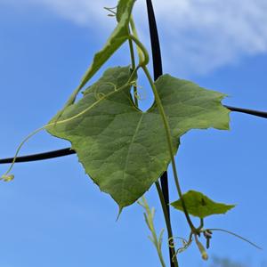 极闻汇头像