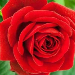 开朗书签cc80 头像