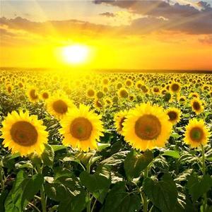 世界里的向日葵 头像