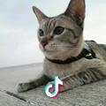 九口猫 头像