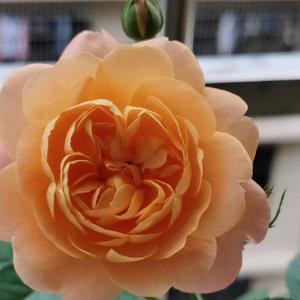 不吃鱼滴水 头像