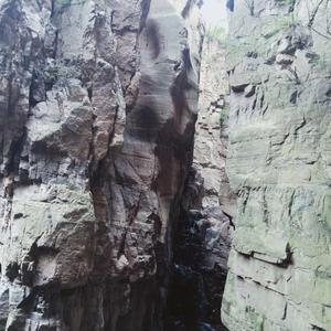 林中嬉闹的小猴子 头像