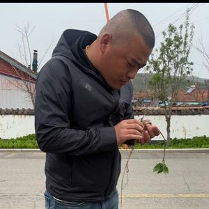 宏昇《一参何求》野山参 头像