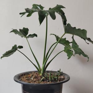 阳夏刘公子 头像