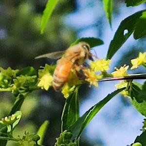 流浪鸟收容救助 头像