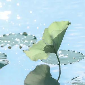 老高看天下 头像