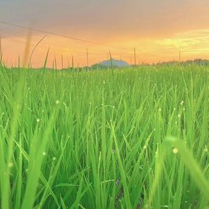 小王说三农 头像