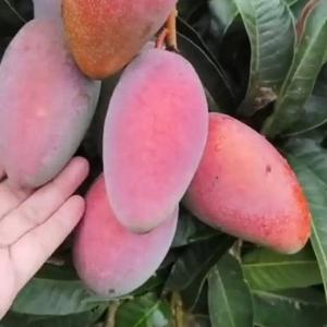 滨海情缘