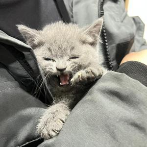 一往无前蓝猫卡卡 头像