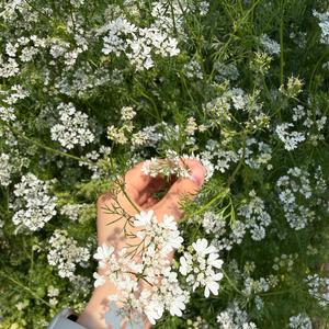 圆子生活日记 头像