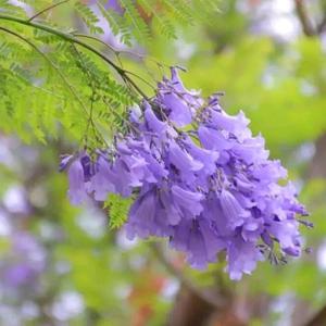 蓝樱看世界 头像