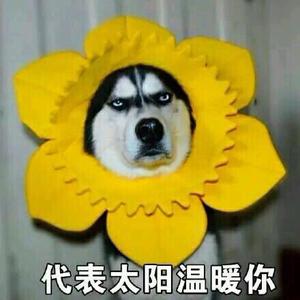 风车森林yy 头像