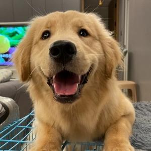 会魔法的小旺仔 头像