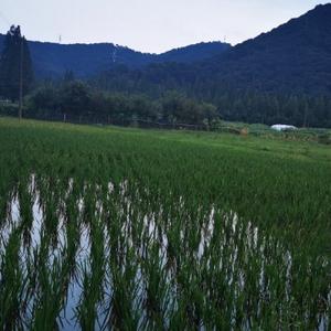 逍遥vs娱乐 头像