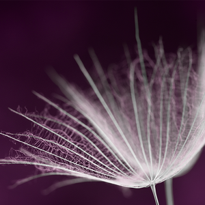 文艺凯利2A2 头像