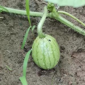 上进明镜XQ 头像