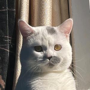 智者塞莉斯廷0G5 头像