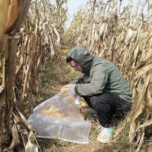 80后农村娃 头像