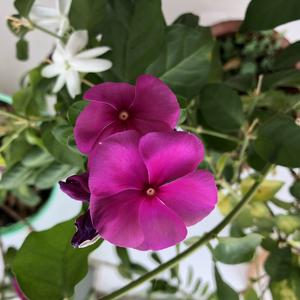 春暖花开4O2e