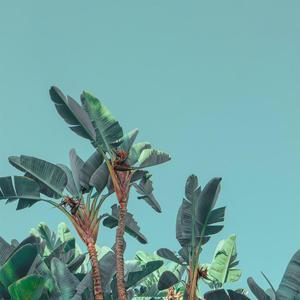 足智多谋榴莲99 头像