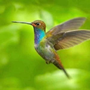 弹钢琴的蝉 头像