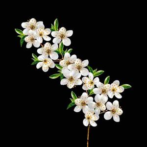 长安月亮比较圆 头像