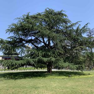 睿智的古德西 头像