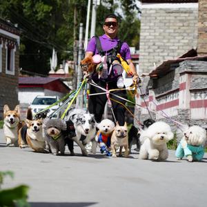 华少去哪儿(携宠游世界) 头像