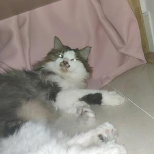 科技古惑仔 头像