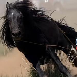 家有读书小儿郎 头像