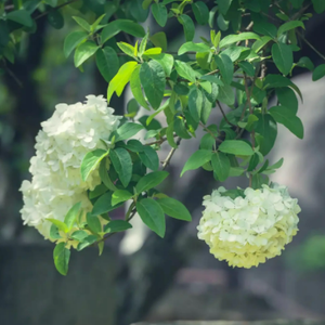 颛乐静听头像