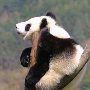 禅心蕴福源 头像