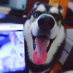 喵了个汪小哈 头像