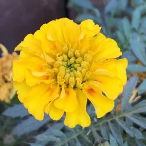 您的健康管理顾问 头像