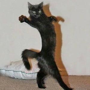 猫奴大狸子 头像