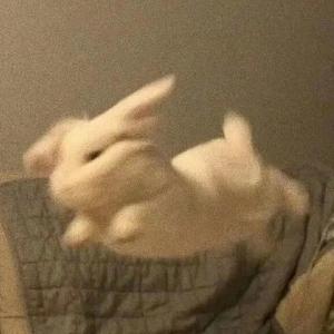 晚风说生肖 头像