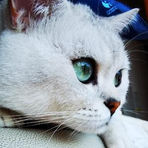 自若微风If 头像