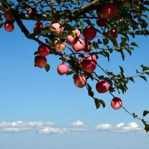 千里眼1号 头像