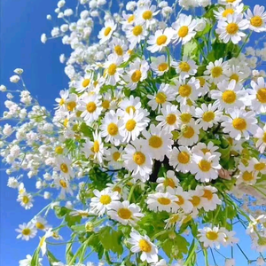 90后的阿姨Y 头像