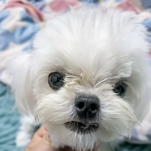 刘樱桃是马尔济斯 头像