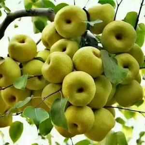 静静（单亲妈妈） 头像