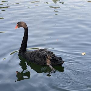 小小军事迷(学习中) 头像