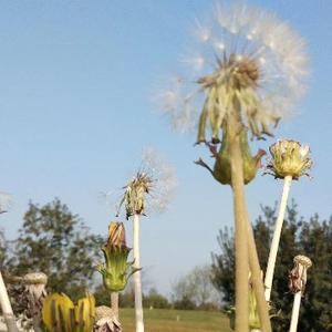 小丫育儿日记 头像