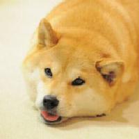 足智多谋湖泊YO窝5咯 头像