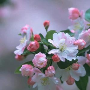 霓裳依旧人依旧 头像